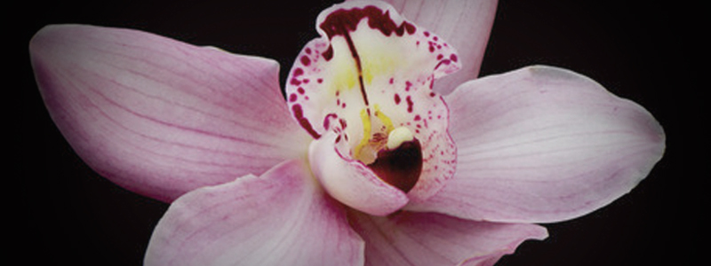 banner orquideas02