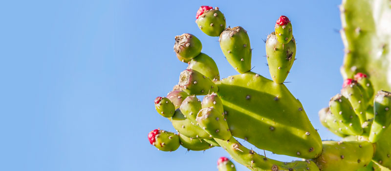 banner tuna mexico azucar candittun