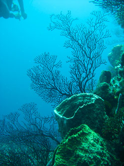 coral sta lucia