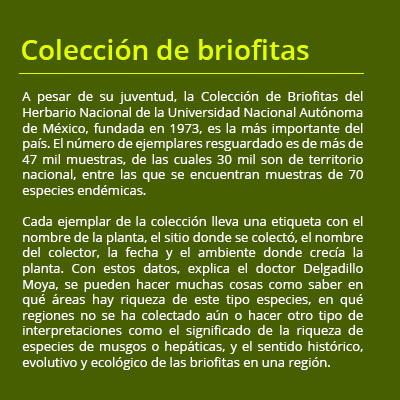 cuadro briofitas02