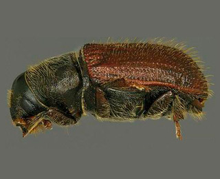 dendroctonus pseudotsugae