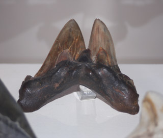 dientes tiburon prehistorico