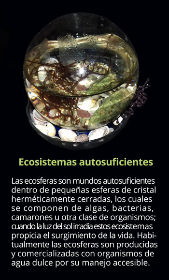 ecosis2916