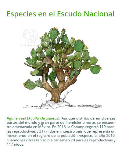 especies escudo nacional01