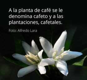 Floración cafeto