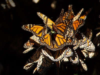 info hecatreas mariposa monarca02