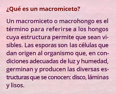 macromiceto1516