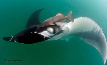 manta gigante octavio aburto02