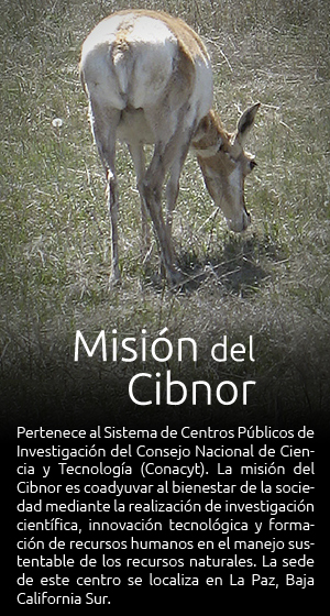 recuadros-cibnor-01