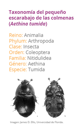 taxonomia escarabajo colmenas