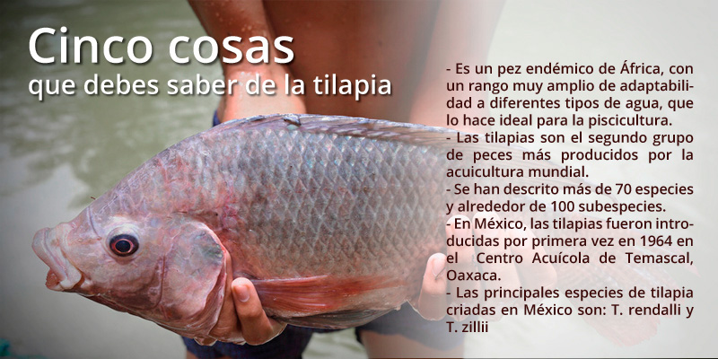 tilapias 5cosas recuadro