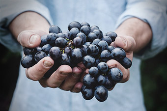 uvas organicas suelos