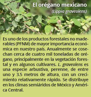 yucatan recuadro1 67