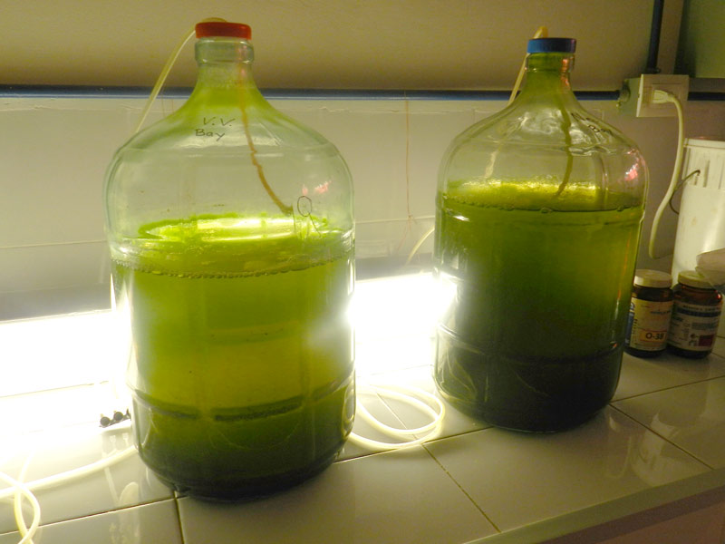 1 Cultivo de alga