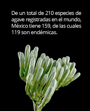 agave en mexico01