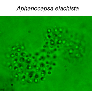 1 Aphanocapsa elachista