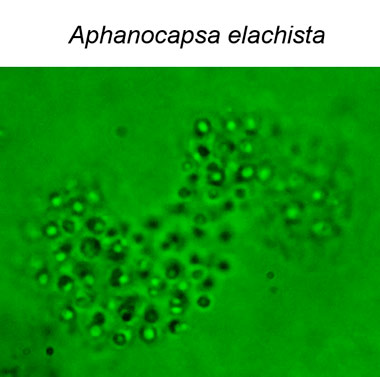 1 Aphanocapsa elachista