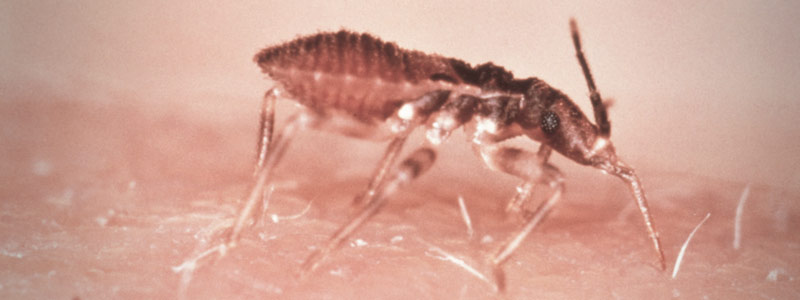 banner Triatoma infestans02