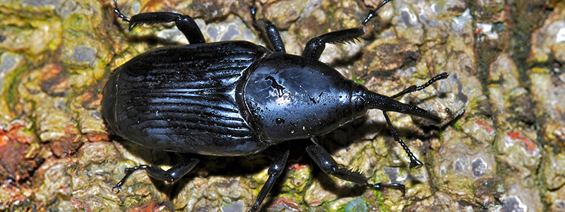 cocotero Rhynchophorus palmarum