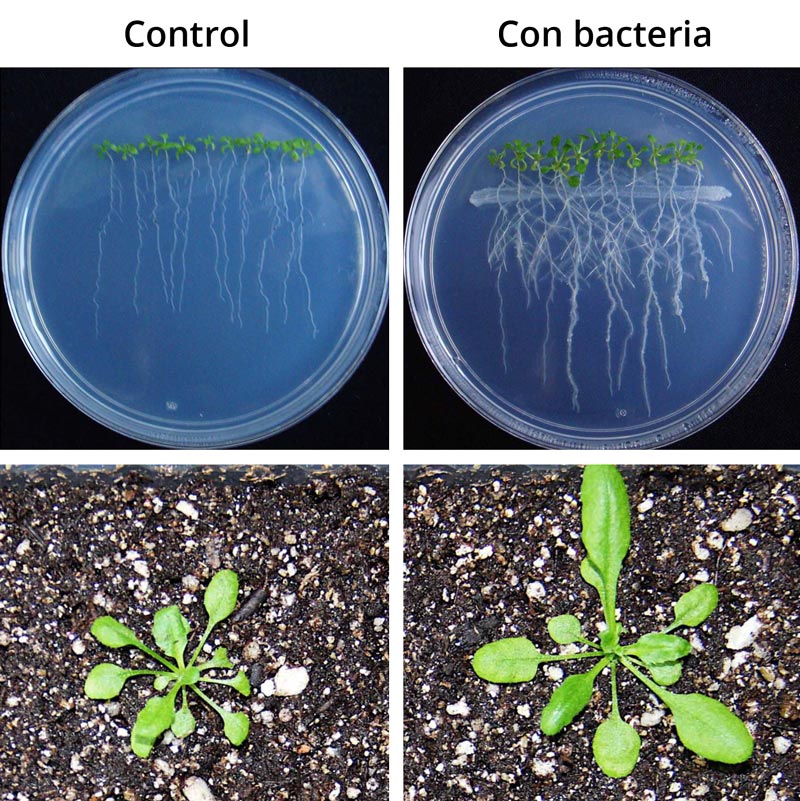 control con bacterias