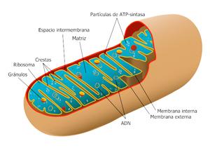 mitocondria