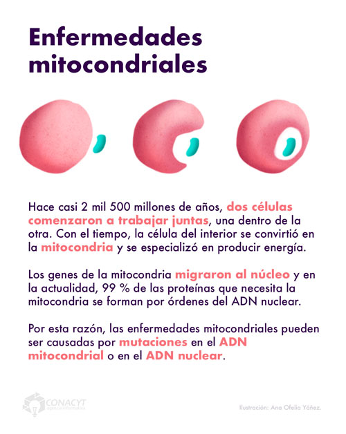 enfermedades mitocondriales