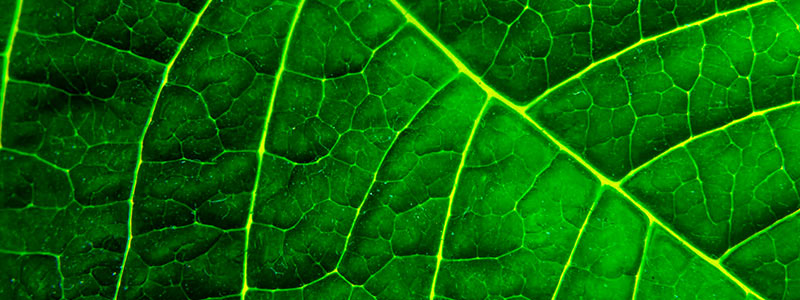 Tierra mirar televisión Matón Fotosíntesis y la respiración de las plantas