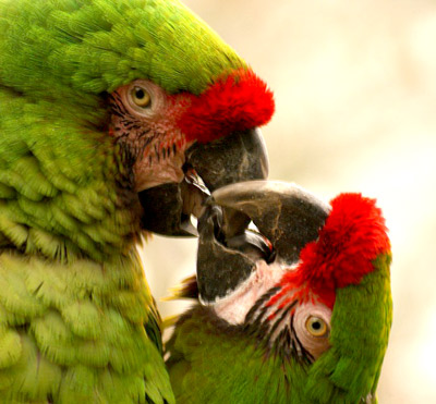 guacamaya-verde_1.jpg