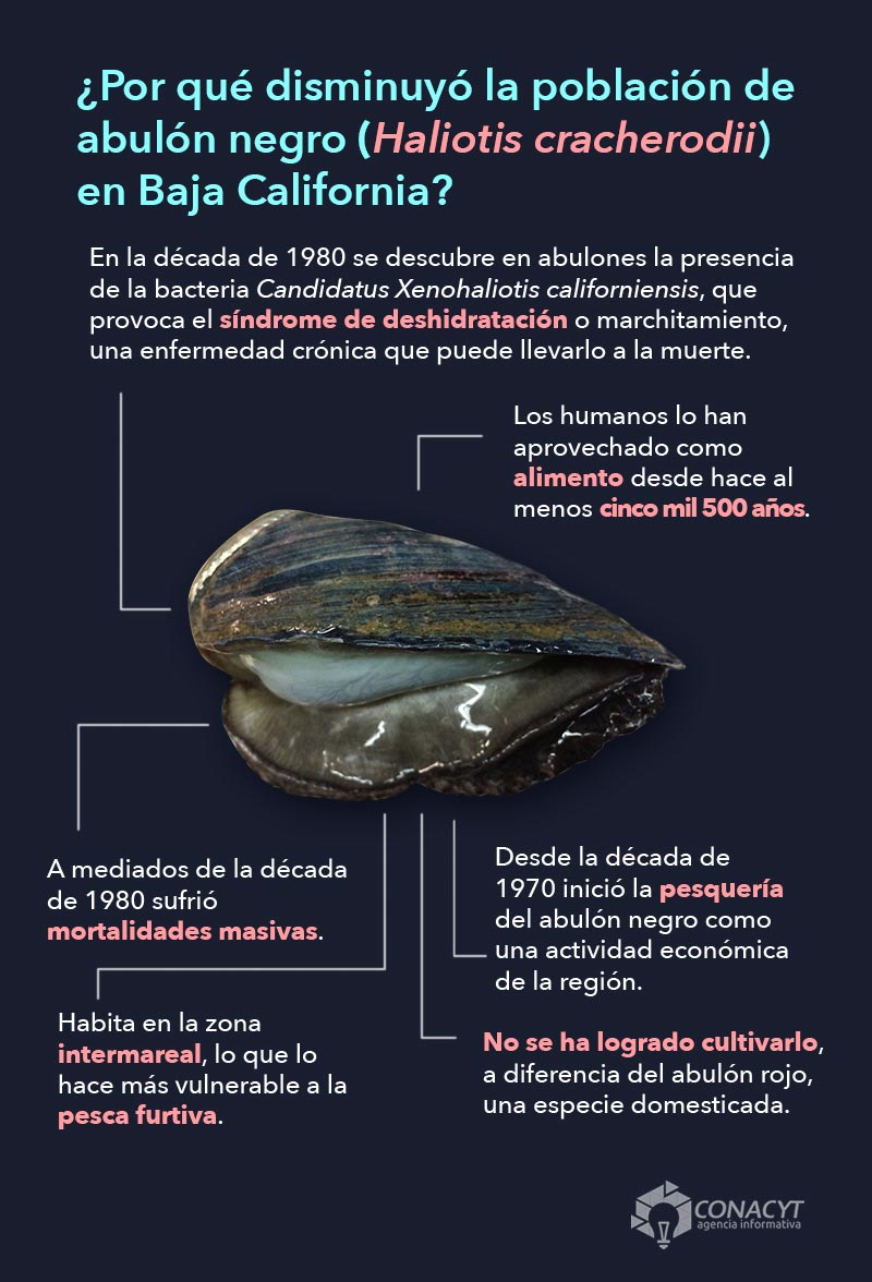 infografia disminucion abulon baja california02