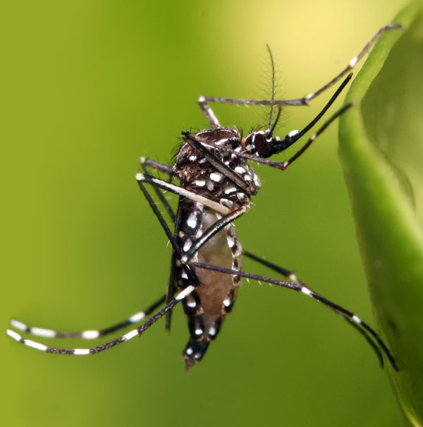 mosquito v1 002