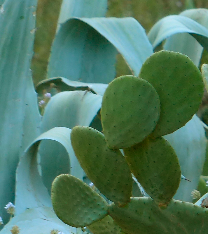 nopales 800 16