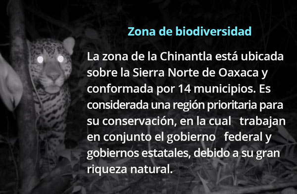 jaguar 1 zona biodiversidad