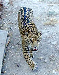 jaguar 2 16 2