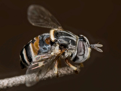 paragus serratus