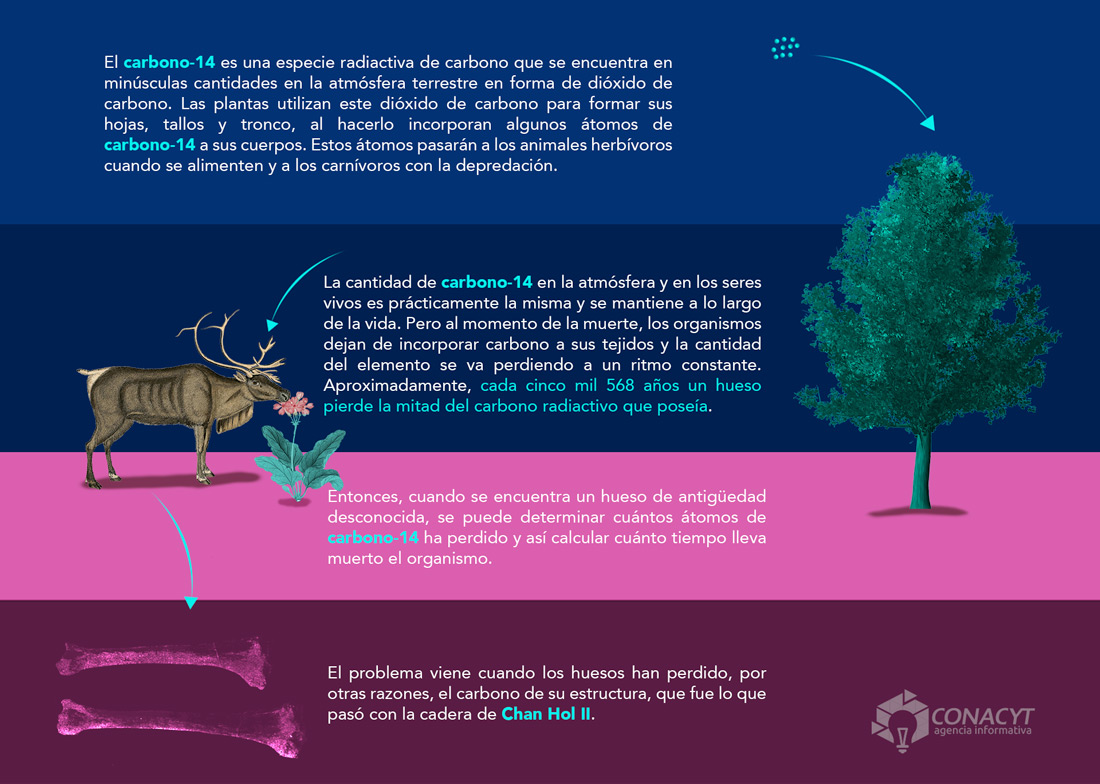 carbono 14 infografia02