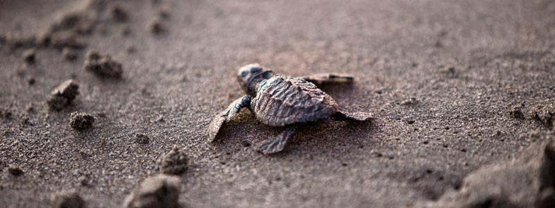 México biodiversidad