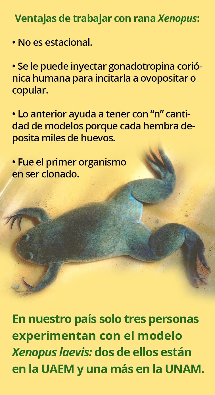 Recuadro Xenopus laevis