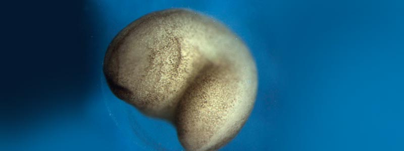 embrion Xenopus laevis