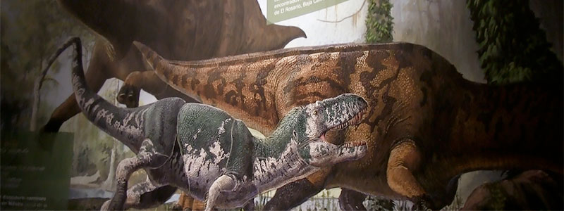 banner museo caracol dinosaurios
