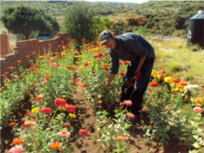 Conteo de numero de flores por planta1616