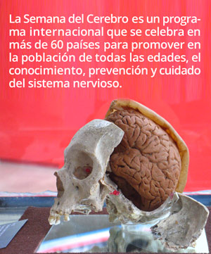 1 Cerebro humano0303