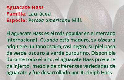2 Aguacate Hass0816