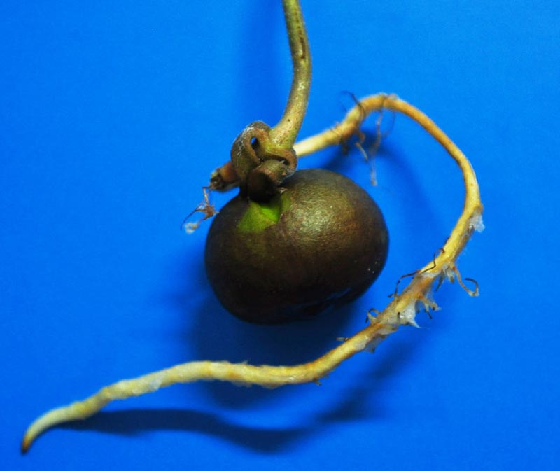 Arbol Ramon 16 2