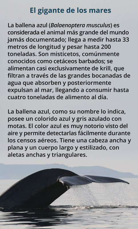 Ballena azul 16 3