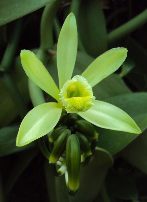 Flor V planifolia