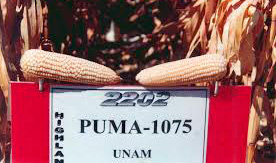 maiz puma 16 3