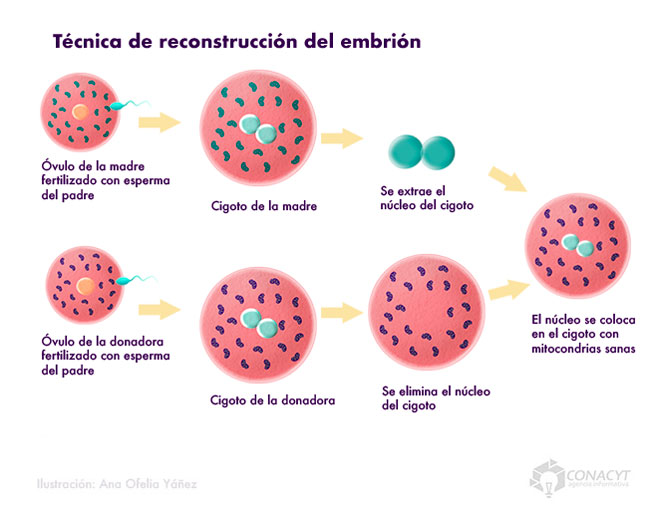 tecnicas reconstruccion embrion03