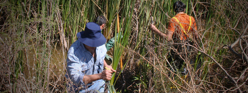 banner planta contaminacion drenaje agricola02