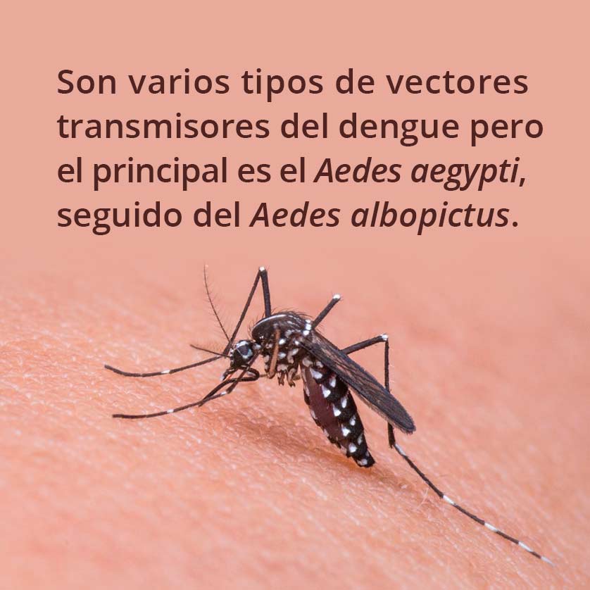 rec dengue v1