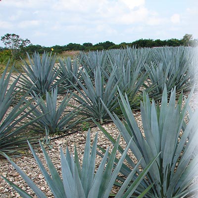 recuadro agave tequilana agosto2015a